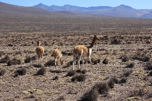 groepje vicuñas