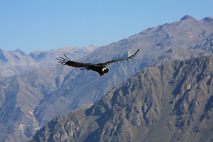 condor