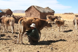 boer op hoogplateau van de Altiplano