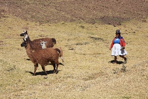 boerin met lama