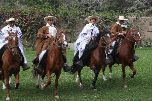 Caballo de Pasco, Peruaans ras paard