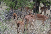 IMPALAS