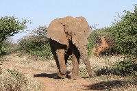 OLIFANT